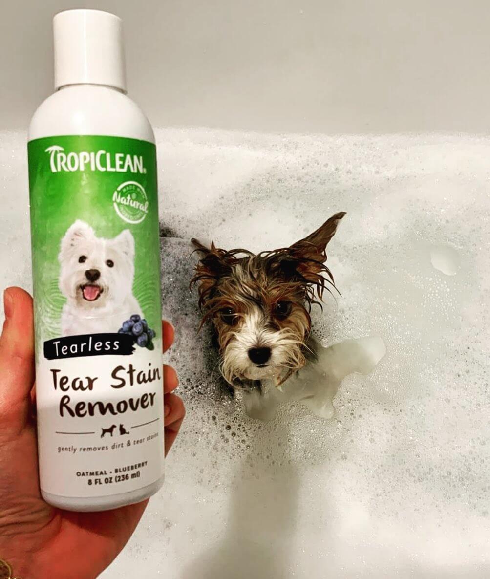 Dog undereyes stains shampoo